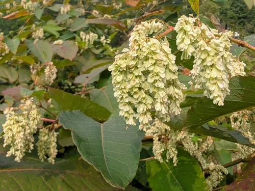 Giant Knotweed