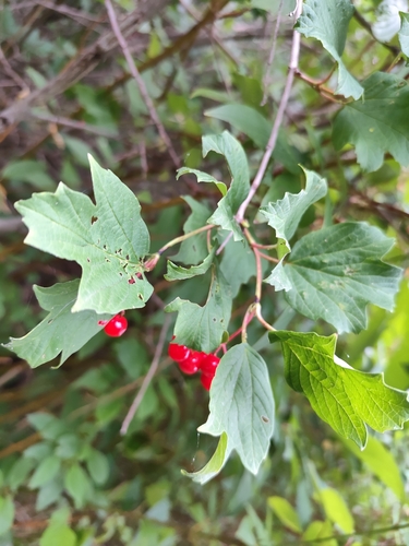 guelder-rose