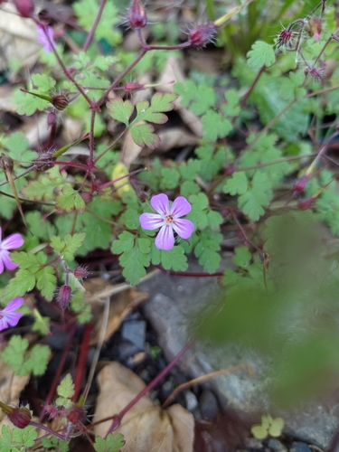 Herb Robert