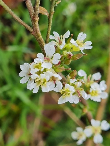 hoary alyssum