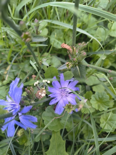 chicory