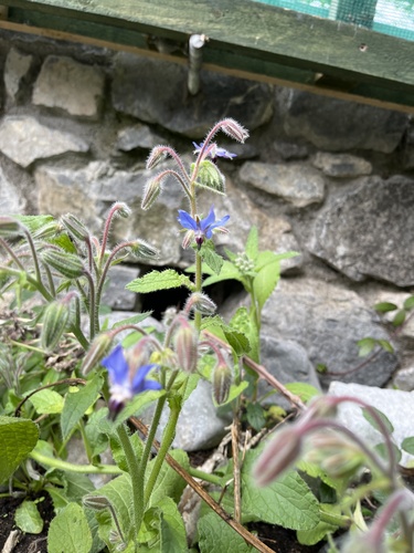Borage