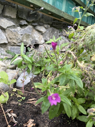 Great Willowherb