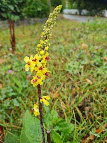 Dark Mullein