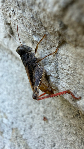 Pygmy Pincer Grasshopper