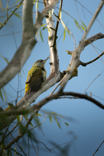 Grey-headed Woodpecker