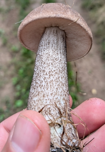 Brown Birch-bolete