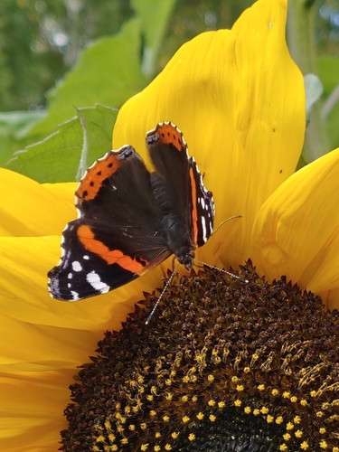 Red Admiral