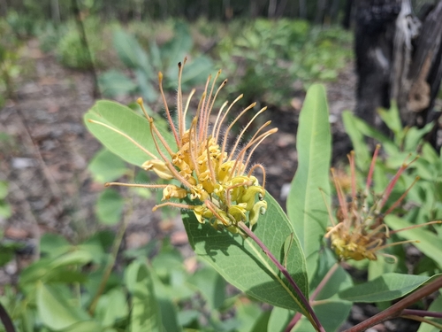 Grevillea pluricaulis