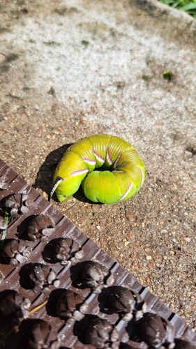 Privet Hawkmoth