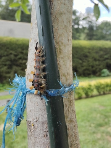 Rusty Tussock Moth