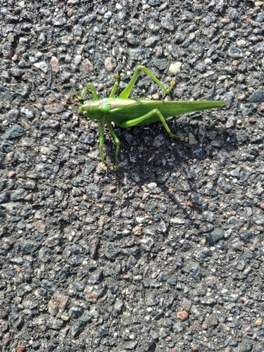 Great Green Bush-cricket