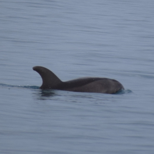 Common Bottlenose Dolphin