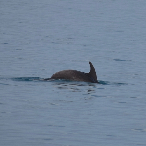 Common Bottlenose Dolphin