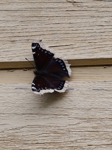 Mourning Cloak
