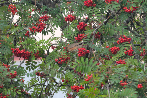 Redwing