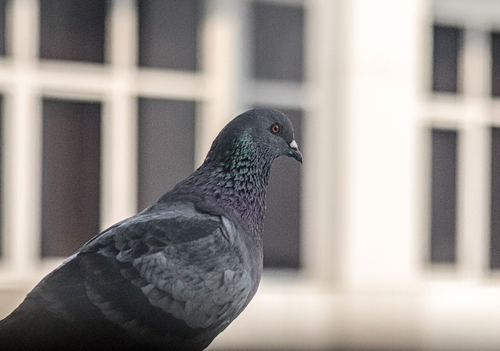 Feral Pigeon
