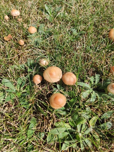 fairy ring marasmius