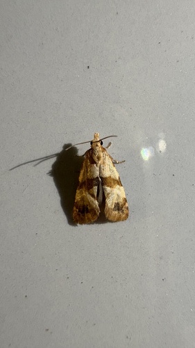 Phalonidia contractana