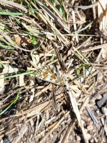 Oberthür's grizzled skipper