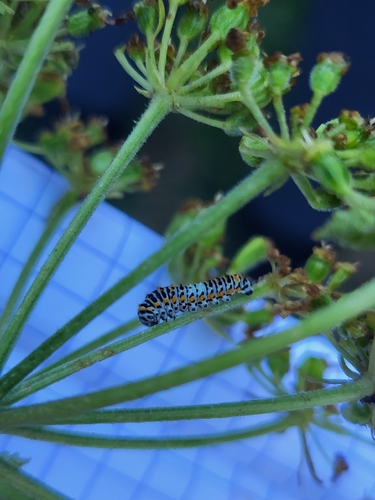 Old World Swallowtail