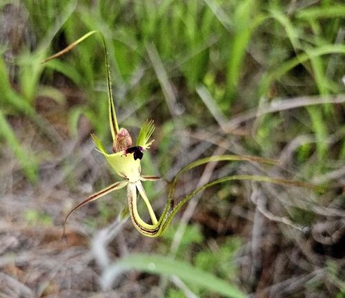 fringed mantis orchid