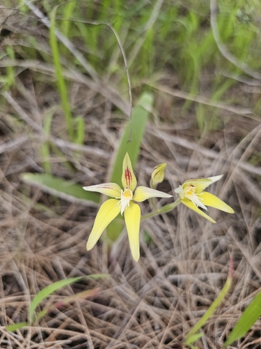 Cowslip Orchid