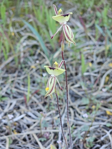 Ant Orchid