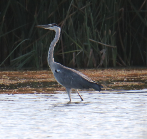 Grey Heron