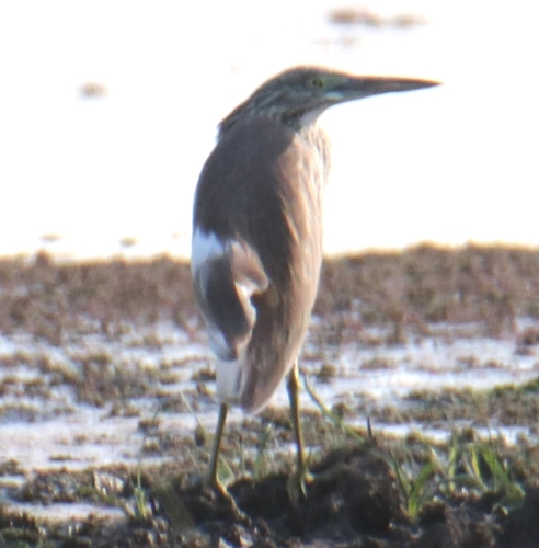 Squacco Heron