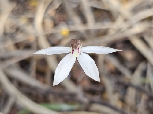 sugar orchid