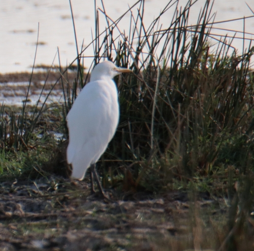 Western Cattle-Egret