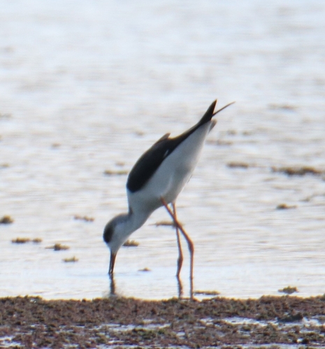 Black-winged Stilt