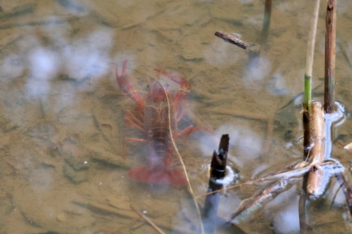 Red Swamp Crayfish