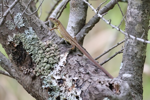 Japanese Grass Lizard