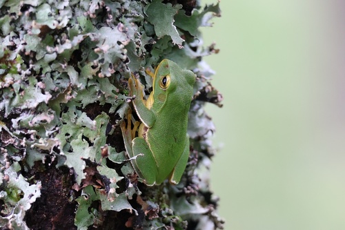 Schlegel's Green Tree Frog