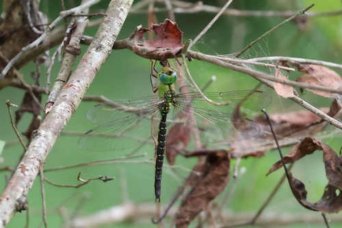 Blue-spotted Dusk-hawker