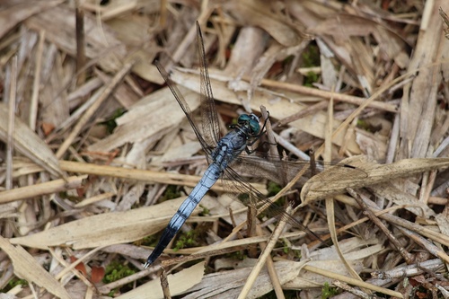 Orthetrum albistylum speciosum