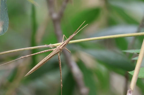 Oriental Longheaded Locust