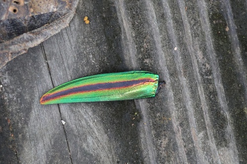 Japanese Jewel Beetle