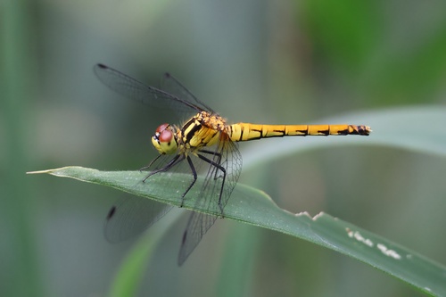Sympetrum parvulum