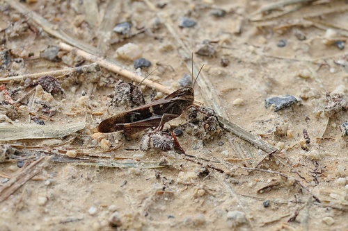 Gastrimargus marmoratus