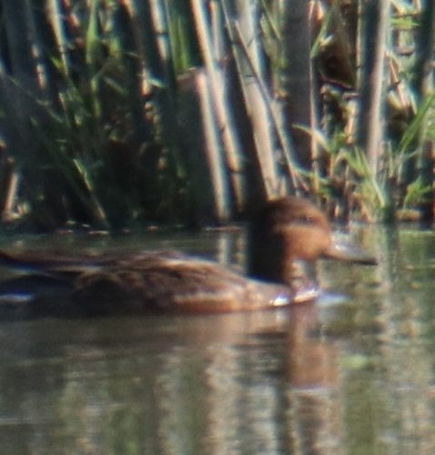 Green-winged Teal