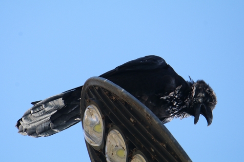 Common Raven