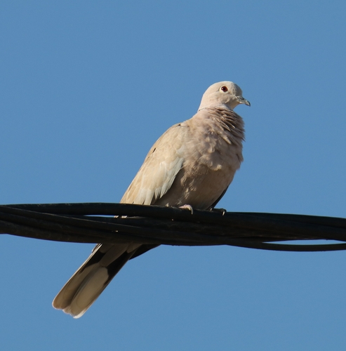 Eurasian Collared-Dove