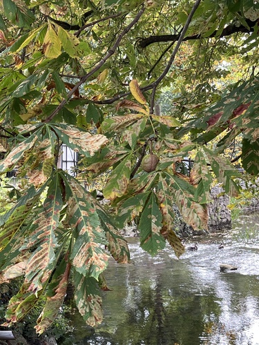 horse-chestnut