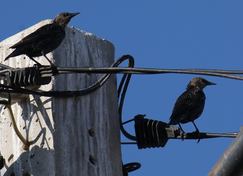 Spotless Starling