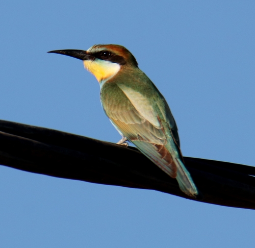 European Bee-eater