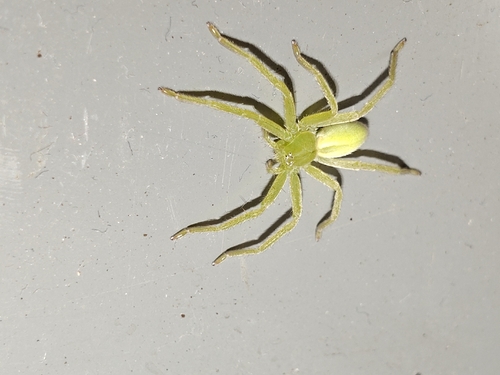 Green Huntsman Spider