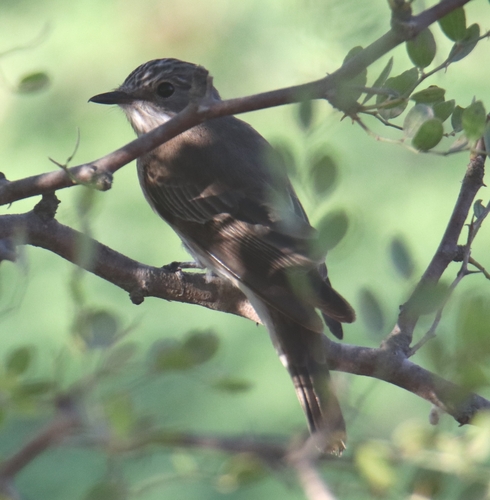 Spotted Flycatcher